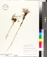 Anisacanthus puberulus image