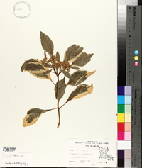 Clerodendron bungei image