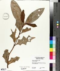 Acanthus ebracteatus image