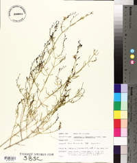 Carlowrightia linearifolia image