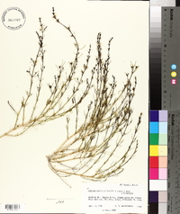 Carlowrightia linearifolia image