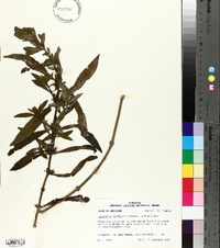 Hygrophila lacustris image