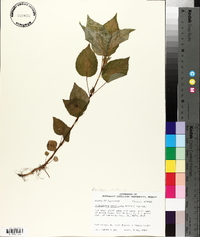 Dicliptera brachiata image