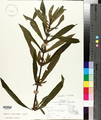 Hygrophila lacustris image