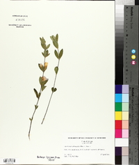 Dyschoriste oblongifolia image