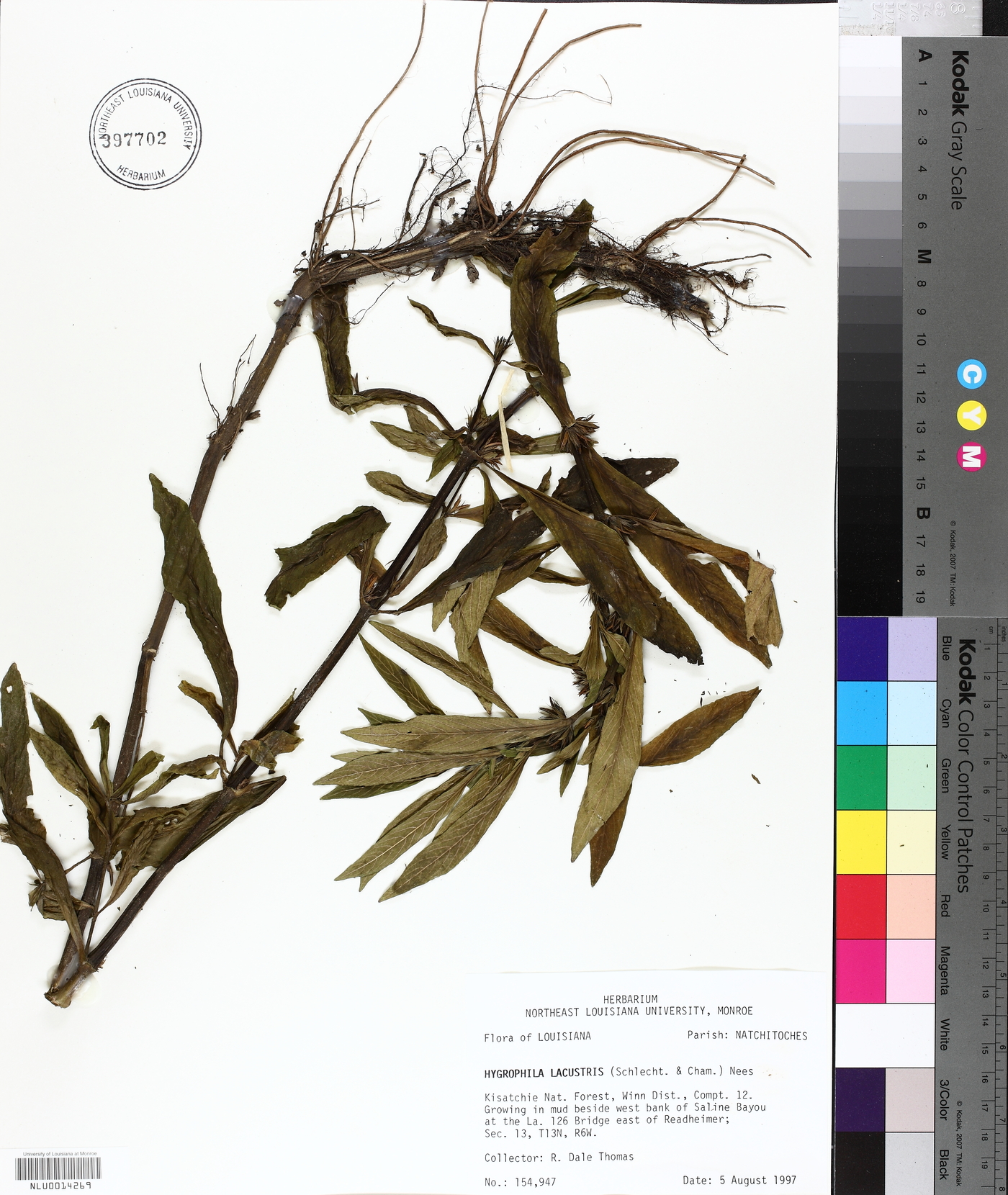 Hygrophila lacustris image