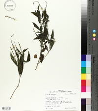 Justicia ovata image