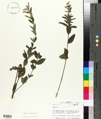 Ruellia humilis image