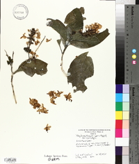 Pseuderanthemum carruthersii image