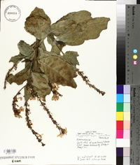 Pseuderanthemum carruthersii image