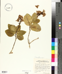 Pseuderanthemum carruthersii image