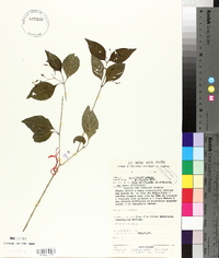 Justicia scandens image