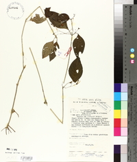 Justicia scandens image