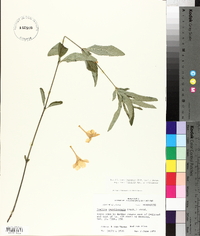 Ruellia caroliniensis image