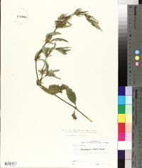 Ruellia caroliniensis image