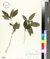 Ruellia caroliniensis image