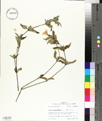 Ruellia caroliniensis image