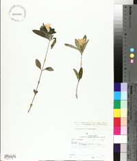 Ruellia caroliniensis image