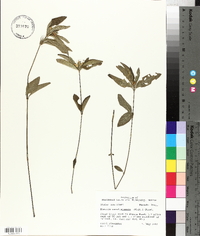 Ruellia caroliniensis image