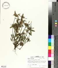 Ruellia caroliniensis image