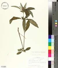 Ruellia caroliniensis image