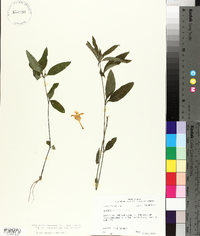 Ruellia caroliniensis image