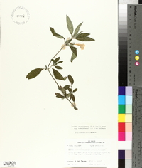 Ruellia caroliniensis image