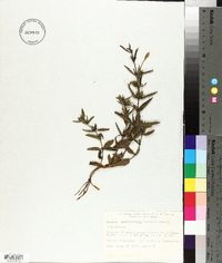 Ruellia caroliniensis image