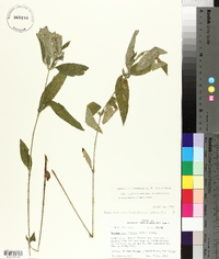 Ruellia caroliniensis image