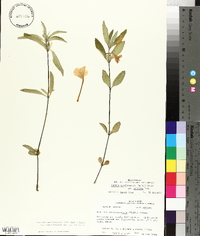 Ruellia caroliniensis image