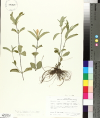 Ruellia caroliniensis image