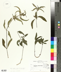 Ruellia caroliniensis image