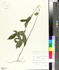 Ruellia caroliniensis image