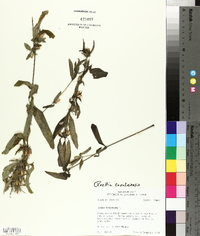 Ruellia caroliniensis image