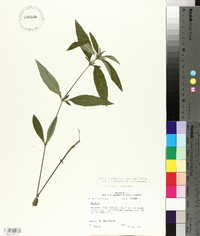 Ruellia caroliniensis image