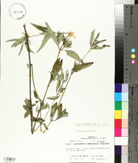 Ruellia caroliniensis image