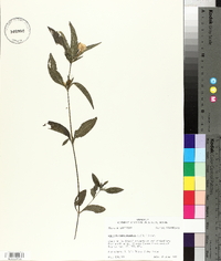 Ruellia caroliniensis image