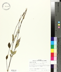 Ruellia caroliniensis image