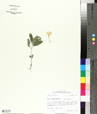 Ruellia caroliniensis image