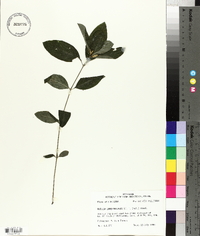 Ruellia caroliniensis image