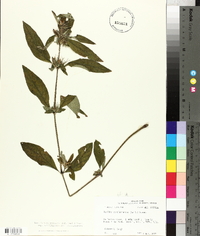 Ruellia caroliniensis image