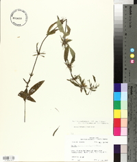 Ruellia caroliniensis image