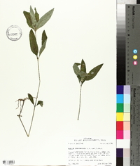 Ruellia caroliniensis image