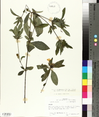 Ruellia caroliniensis image