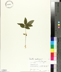 Ruellia caroliniensis image