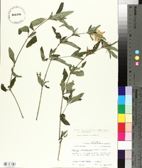 Ruellia caroliniensis image