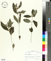 Ruellia caroliniensis image