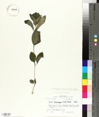 Ruellia caroliniensis image