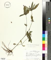 Ruellia caroliniensis image