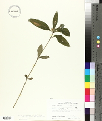 Ruellia caroliniensis image